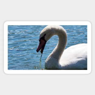 Mute Swan Up-close Eating In The Water Sticker